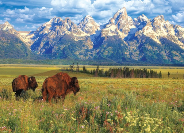 Grand Teton National Park (1000)