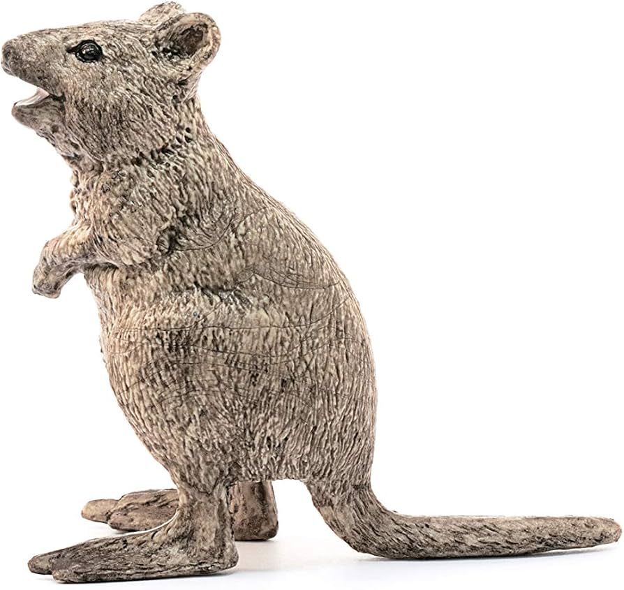 Quokka