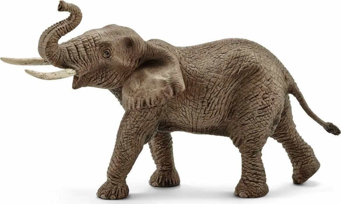 Afrikaanse Olifant Mannetje - De Dondersteen