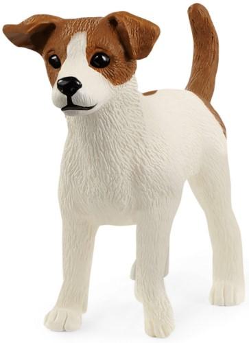 Jack Russell terrier