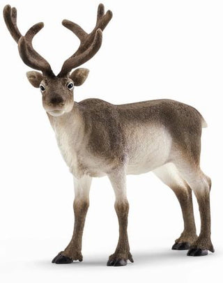 Rendier - De Dondersteen