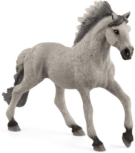 Sorraia Mustang hengst - De Dondersteen