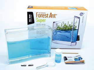 Super Forest Ant - De Dondersteen