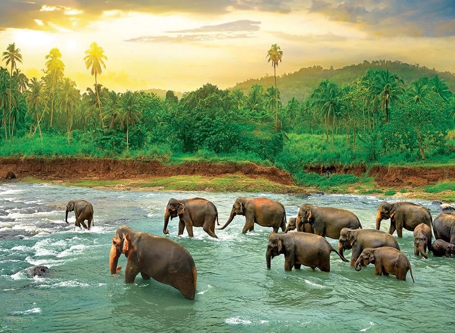 Save the Planet! Animal Kingdom (1000)