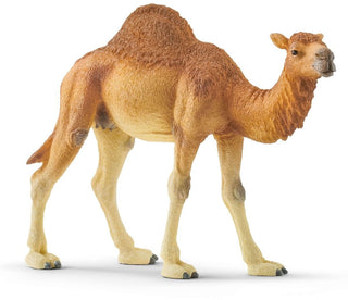 Dromedaris - De Dondersteen