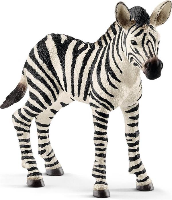 Zebra Veulen - De Dondersteen