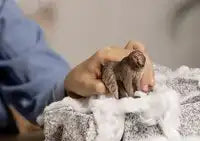 Schleich Wild Life Japanse Makaak – Nieuwsgierige Aap - De Dondersteen